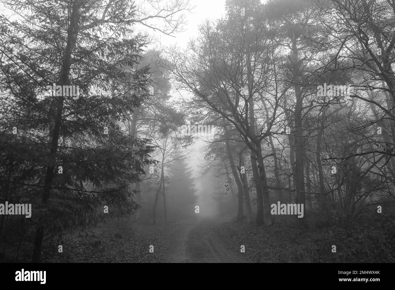 A grayscale shot of a dark mysterious forest with tall trees in fog ...