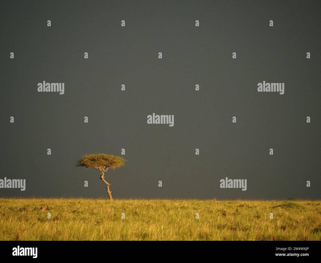 iconic sunlit tree on skyline rising above golden grassland of Masai ...