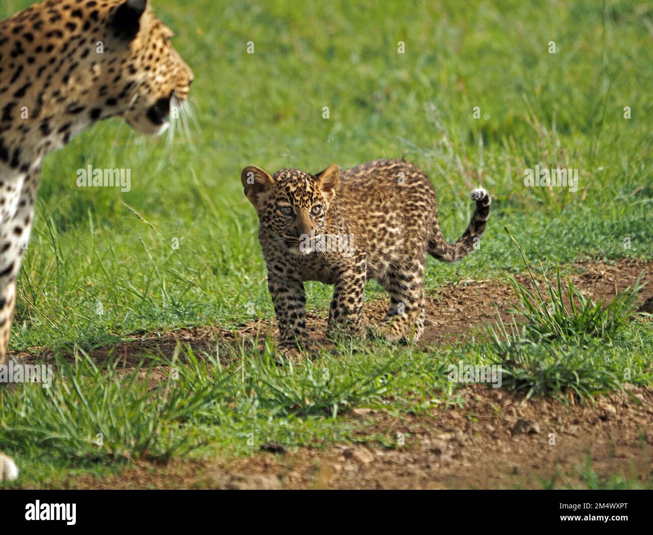adult female Leopard (Panthera pardus) leopardess with young cub