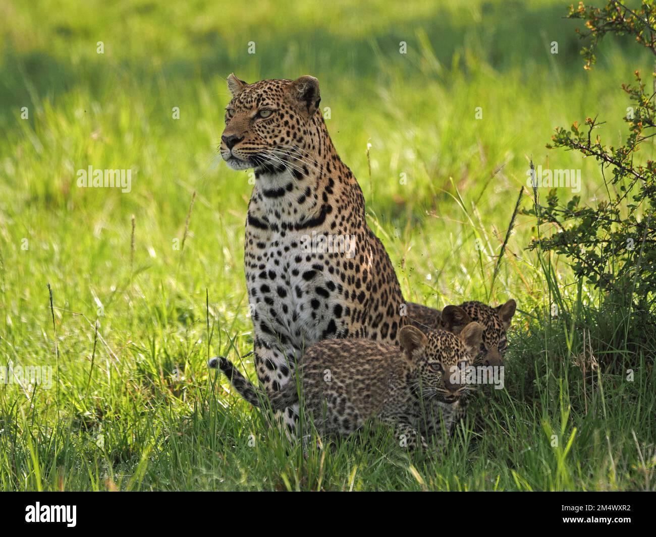 adult female Leopard (Panthera pardus) leopardess with two young cubs