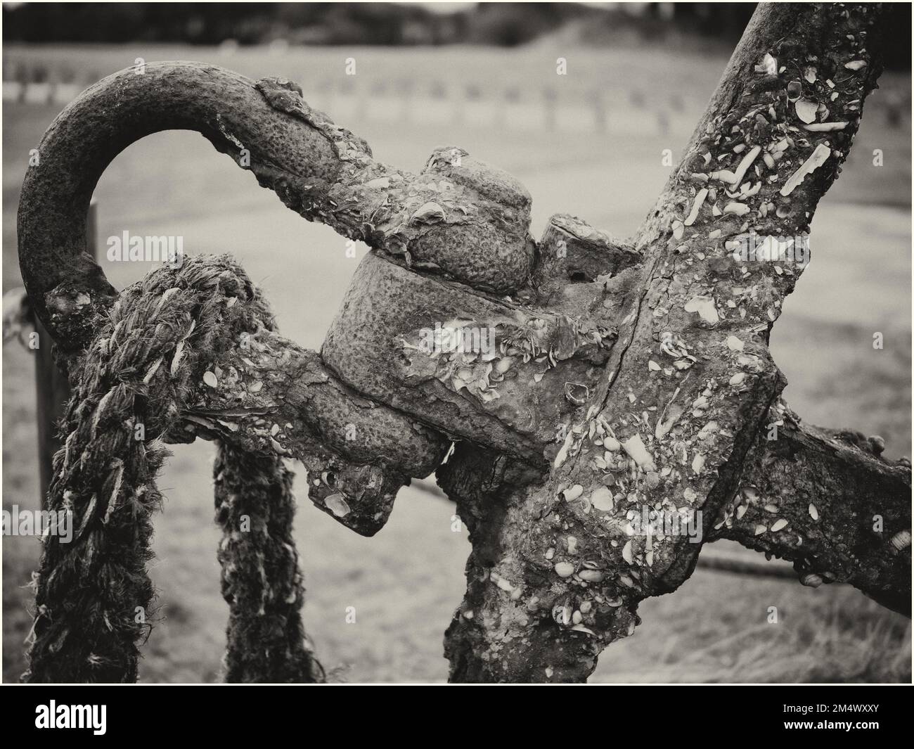 Encrusted Anchor Link Stock Photo Alamy Encrusted Anchor Link Stock Photo Alamy