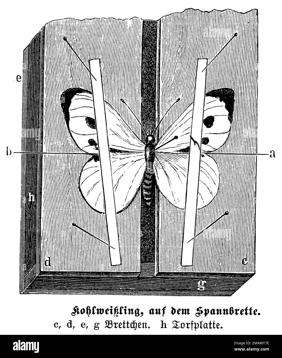 cabbage butterfly, specimen on the clamping board, Pieris brassicae