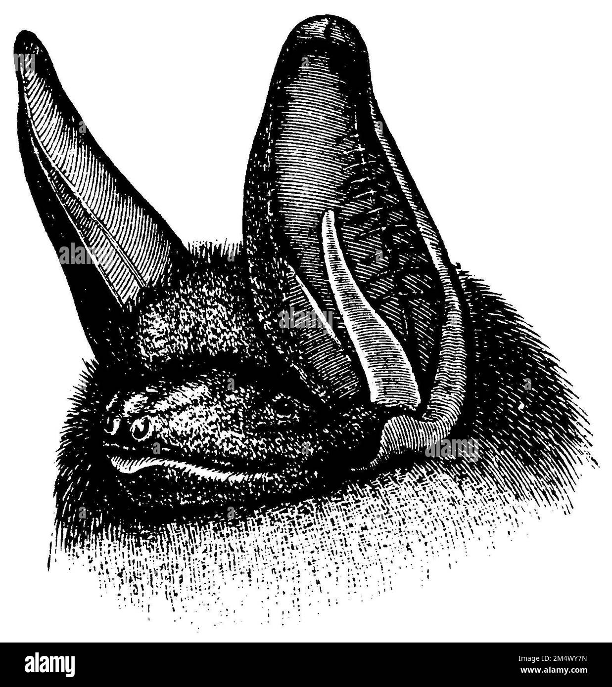 long-eared bat, Plecotus auritus Syn. Verspertilio auritius, anonym (zoology book, 1882), Langohrige Fledermaus, Oreillard roux Stock Photo
