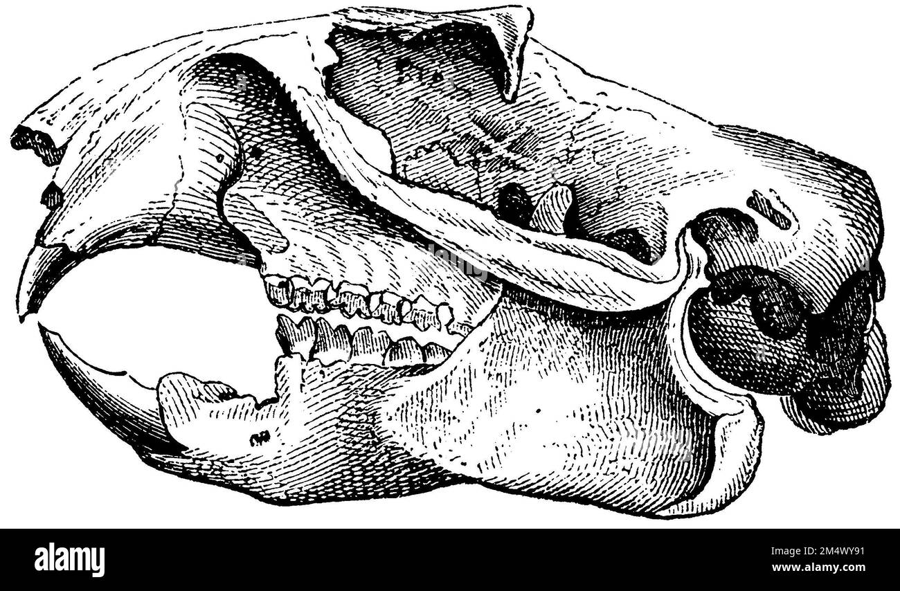 Alpine Marmot, skull, Marmota marmota, anonym (zoology book, 1882
