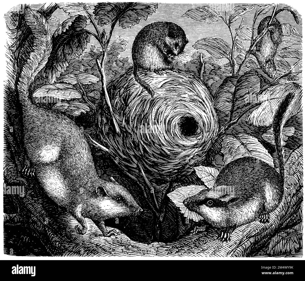 Hazel dormouse with nest, Muscardinus avellanarius, anonym (zoology book, 1882), Haselmaus mit Nest, muscardin  avec nid Stock Photo