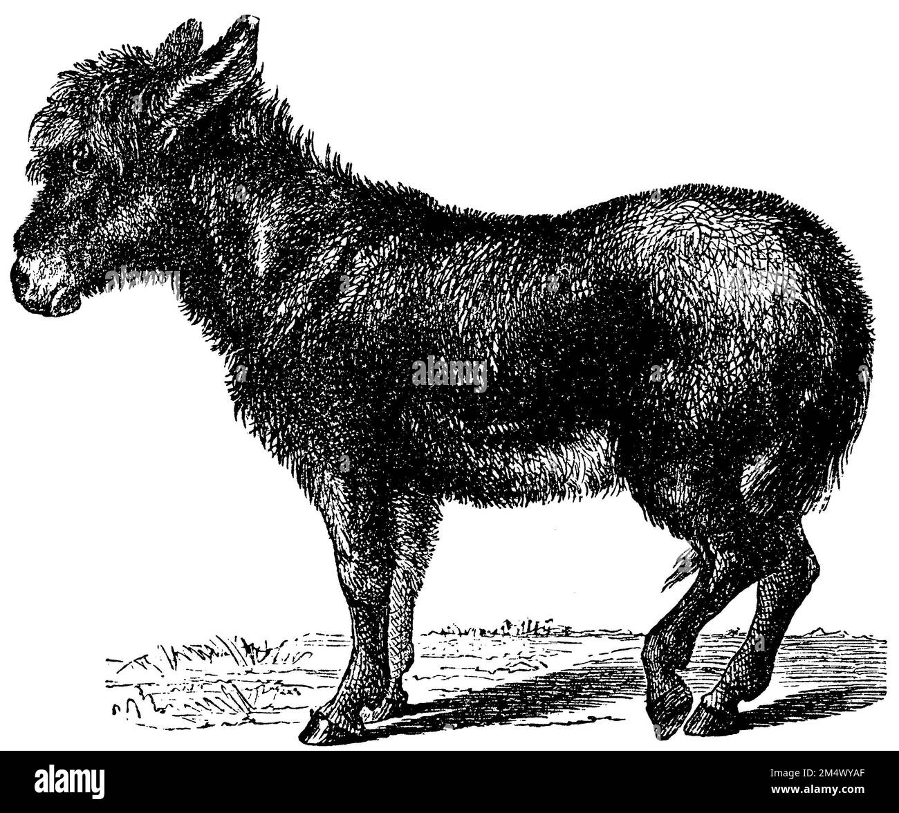 donkey, Equus africanus asinus, anonym (zoology book, 1882), Hausesel, âne commun Stock Photo