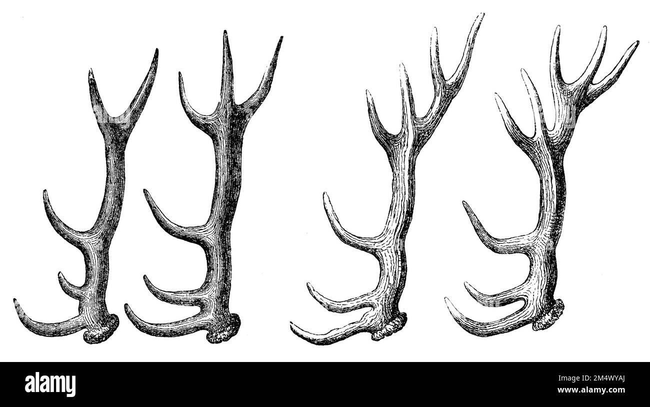 Red Deer, antlers, Cervus elaphus, anonym (zoology book, 1882), Rothirsch, Geweih, cerf élaphe, ramure Stock Photo