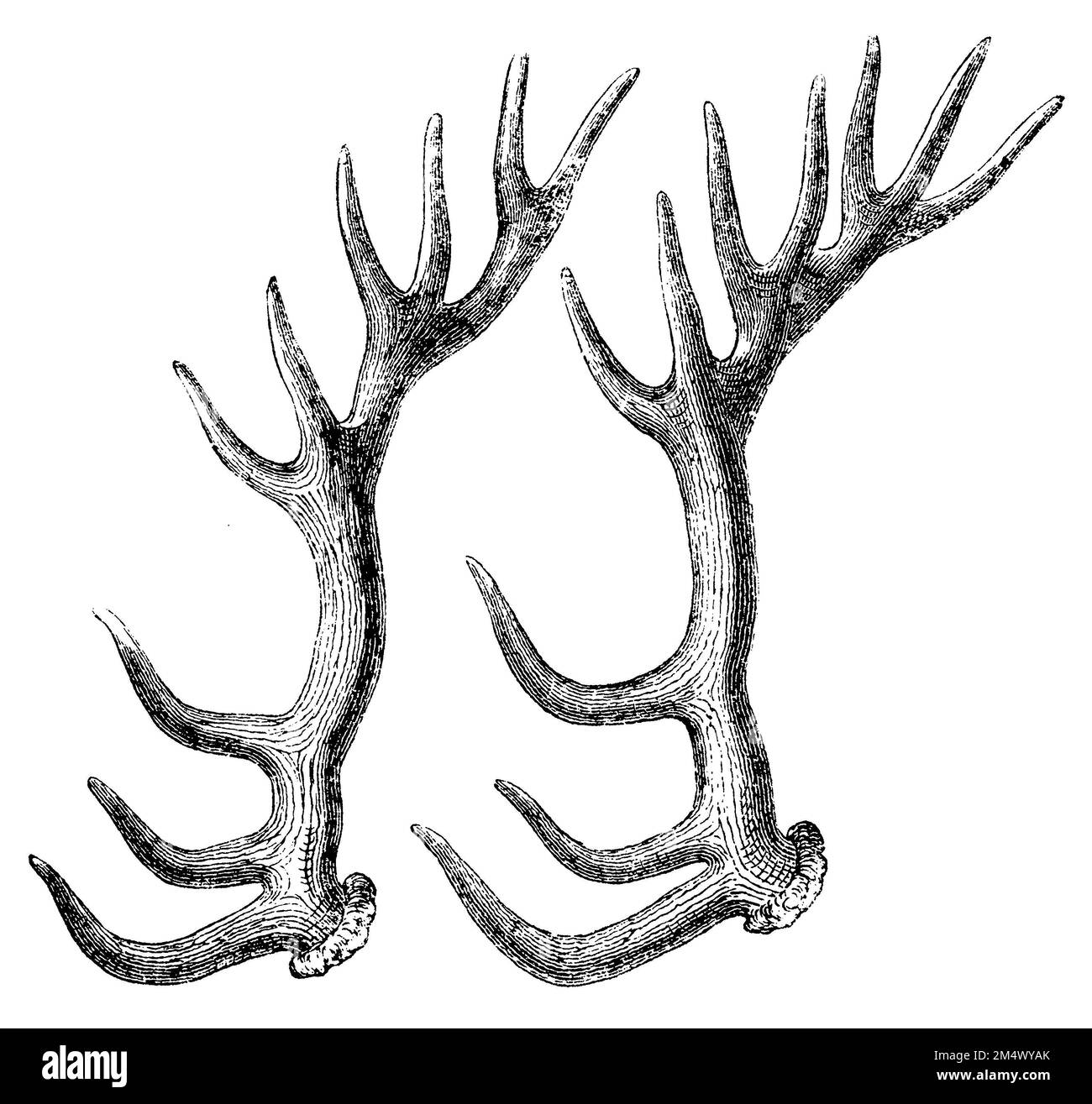 Red Deer, antlers, Cervus elaphus, anonym (zoology book, 1882), Rothirsch, Geweih, cerf élaphe, ramure Stock Photo