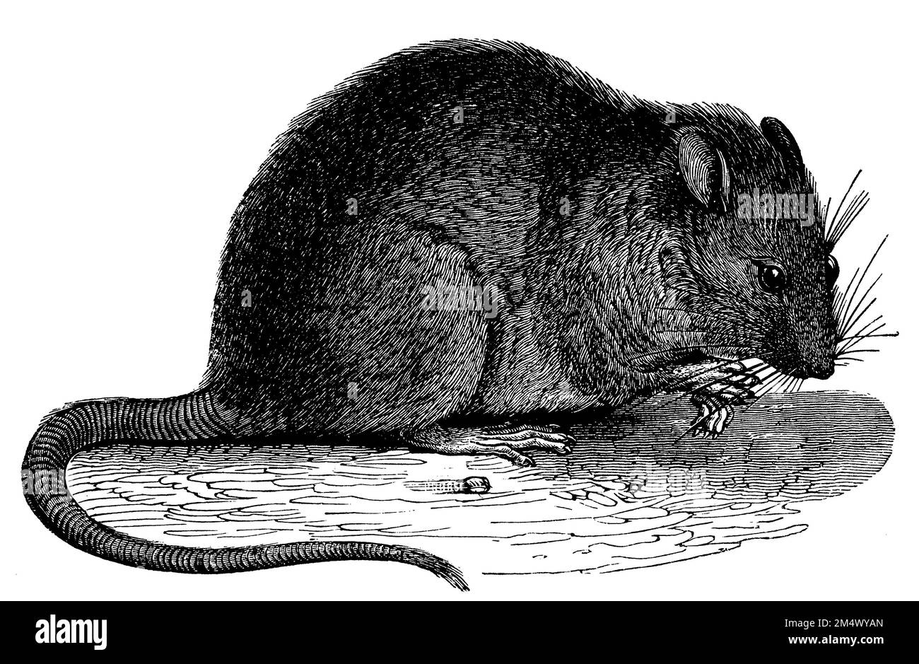 brown rat, Rattus norvegicus, anonym (zoology book, 1886), Wanderratte, rat brun Stock Photo