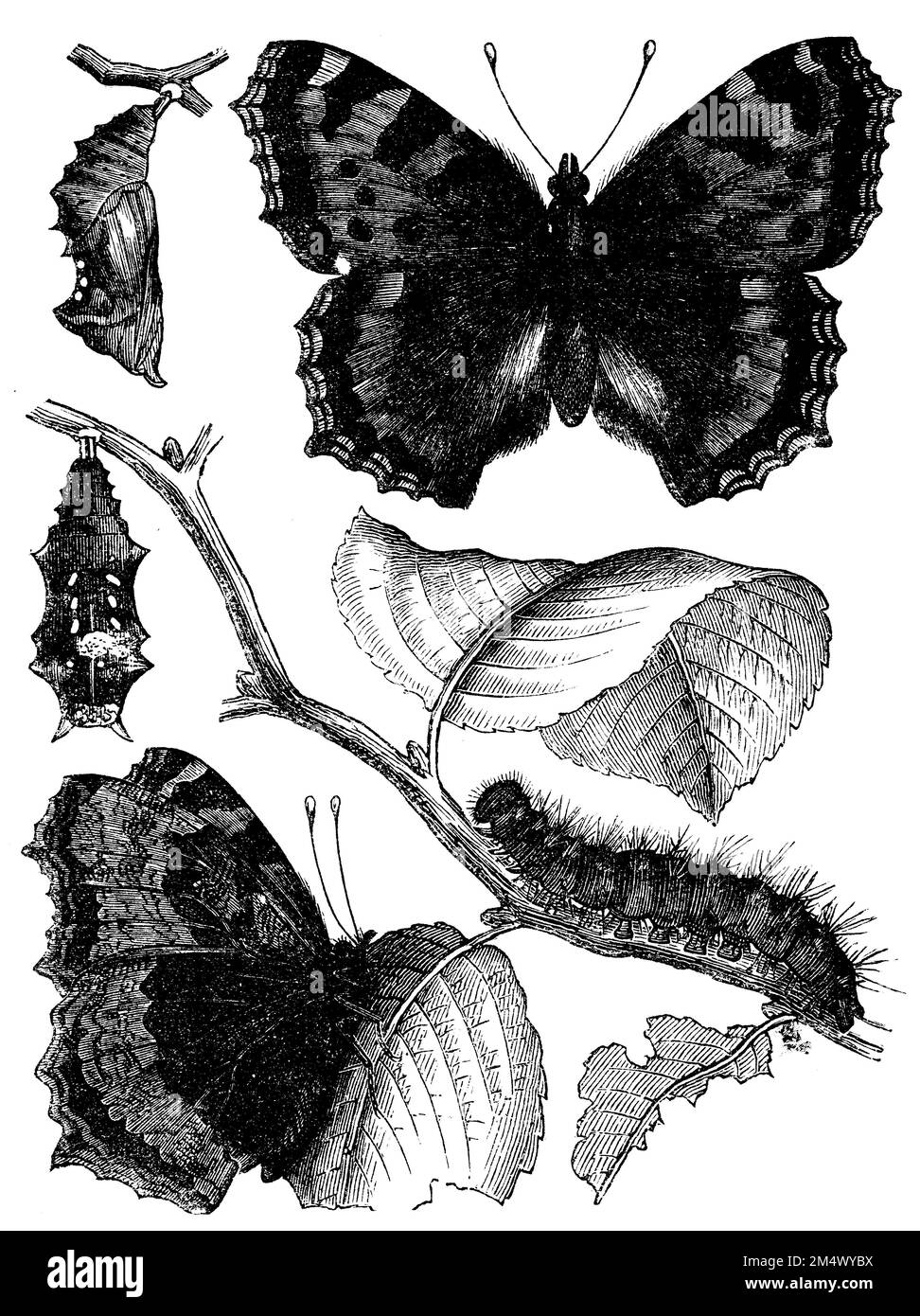 large tortoiseshell, with caterpillar and pupa, Nymphalis polychloros, anonym (zoology book, 1886), Großer Fuchs, mit Raupe und Puppe, vanesse de l'orme, avec chenille et chrysalide Stock Photo