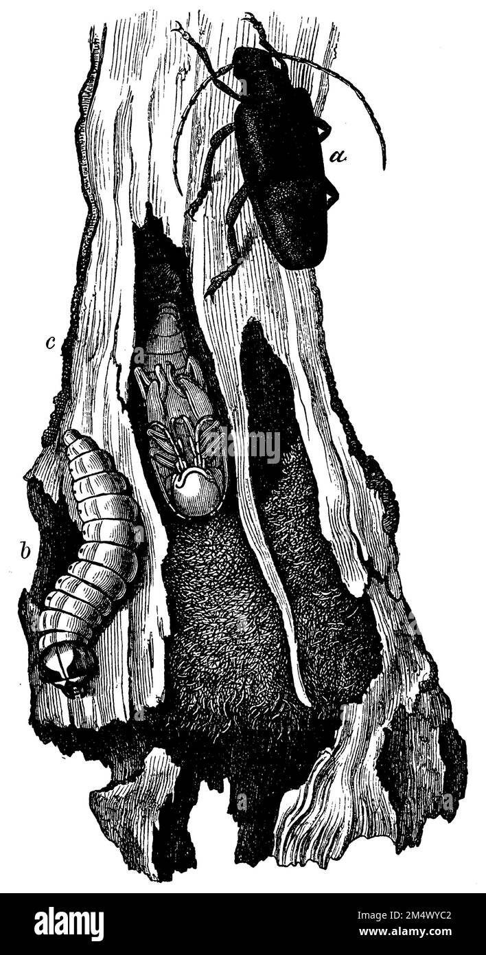 Saperda carchariasa) beetle, b) larva, c) pupa and grub, Saperda carcharias, anonym (zoology book, 1886), Großer Pappelbocka) Käfer, b) Larve, c) Puppe und Fraß, grande saperdea) coléoptère, b) larve, c) nymphe et repas Stock Photo