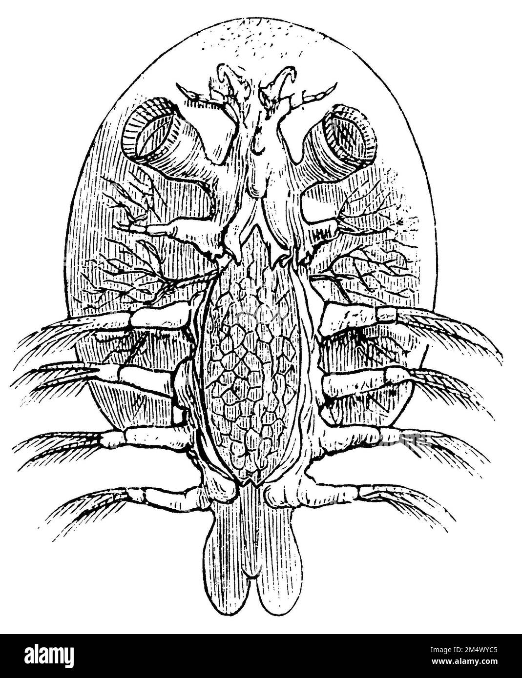 common fish louse, Argulus foliacaeus, anonym (zoology book, 1886), Karpfenlaus, poux de poissons Stock Photo