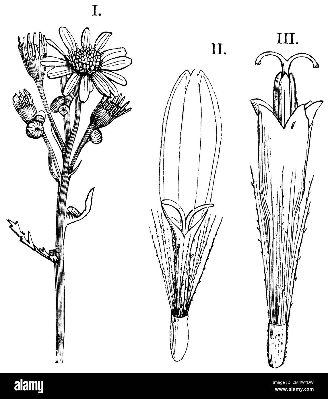 stinking willie, I. plant, II. ray florets, III. tubular florets, Senecio jacobaea, anonym (botany book, 1875), Jakobs-Greiskraut, I. Pflanze, II. Zungenblüten, III. Röhrenblüten, Senecon de Jacob, I. Plante, II. Fleurs ligulées, III. Fleurs tubulaires Stock Photo
