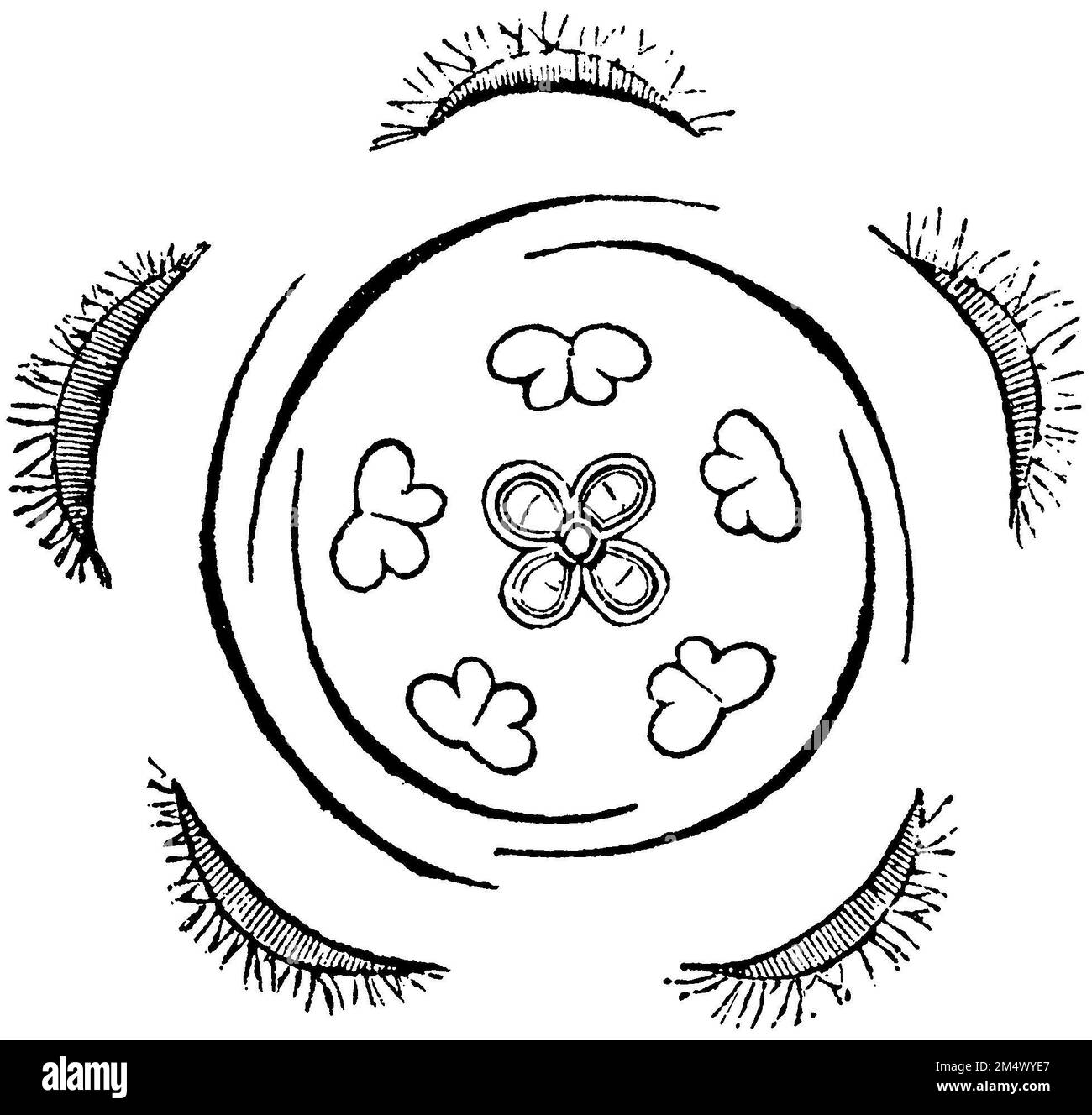 Borage, flower diagram, Borago officinalis, anonym (botany book, 1875