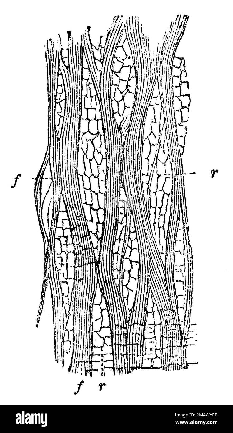 February daphne, Daphne mezereum, anonym (biology book, 1881), Seidelbast, bois-joli Stock Photo