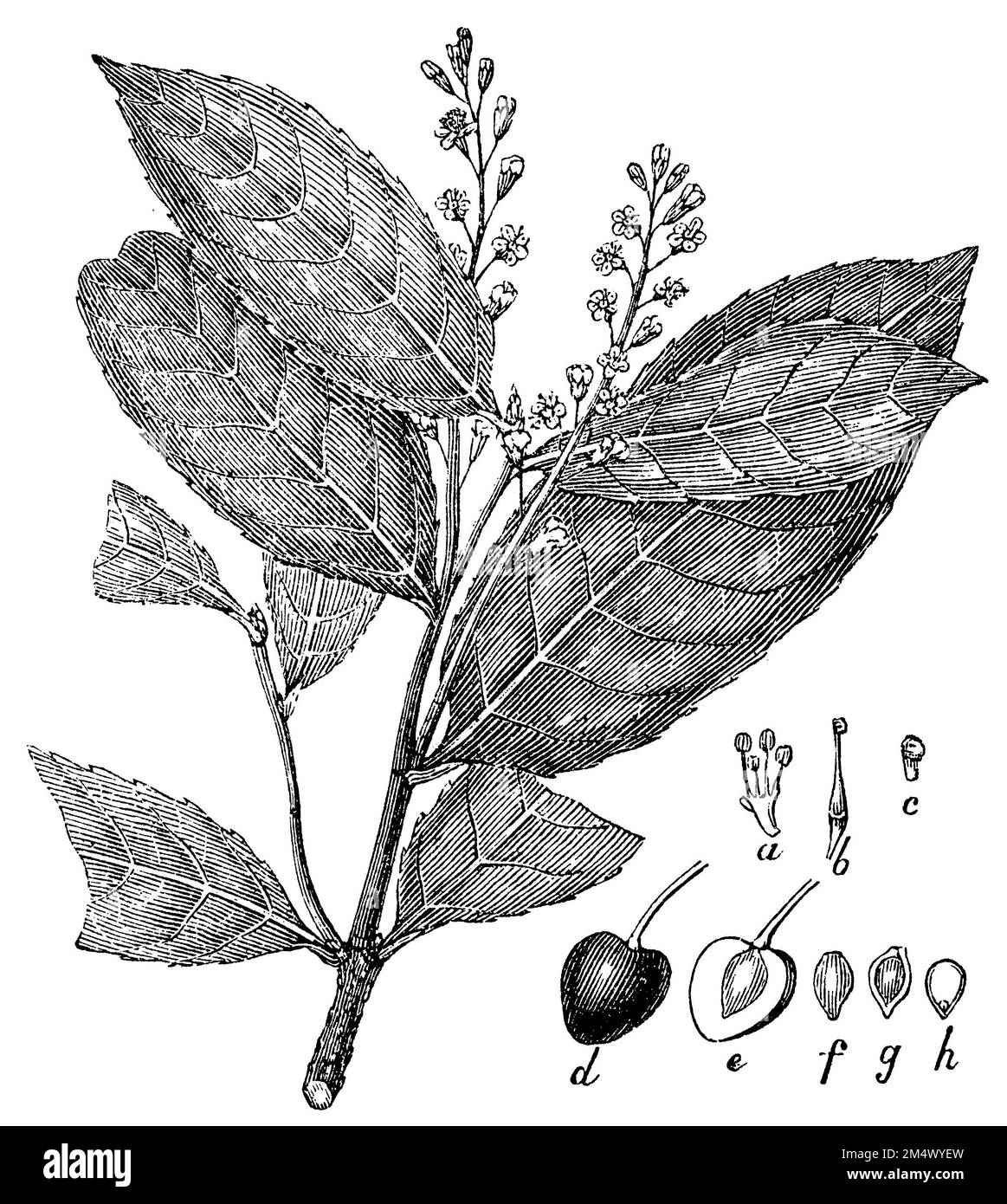 Prunus laurocerasus, Prunus laurocerasus, anonym (biology book, 1881), Lorbeerkirsche, Laurier-cerise Stock Photo