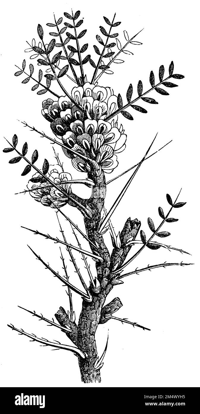 tragacanth, gum tragacanth milkvetch, Astragalus gummifer, anonym (biology book, 1881), Astragalus gummifer, Traganthpflanze, gomme adragante Stock Photo