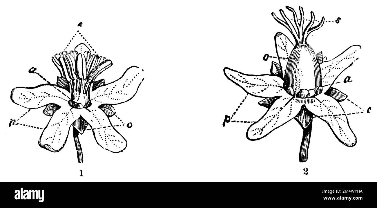 Barbados nut, 1. male, 2. female flower: c calyx, p corolla, e staminate vessels occupying the center in flower 1 because of the suppression of the pistil, and which are entirely absent in flower 2. 2. pistil consisting of an ovary o, on which are 3 bilobed pistils s, a glandular appendages, Jatropha curcas, anonym (biology book, 1881), Purgiernuss, 1. männliche, 2. weibliche Blüte: c Kelch, p Blumenkrone, e Stanbgefäße, die den Mittelpunkt in der Blüte 1 wegen der Unterdrückung des Pistills einnehmen, und welche in Blüte 2 ganz fehlen. 2. Pistill, das aus einem Eierstock o besteht, auf dem 3 Stock Photo