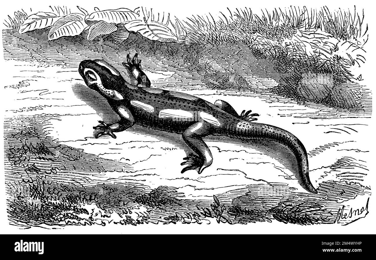 fire salamander, Salamandra salamandra, Mesnel (zoology book, 1877