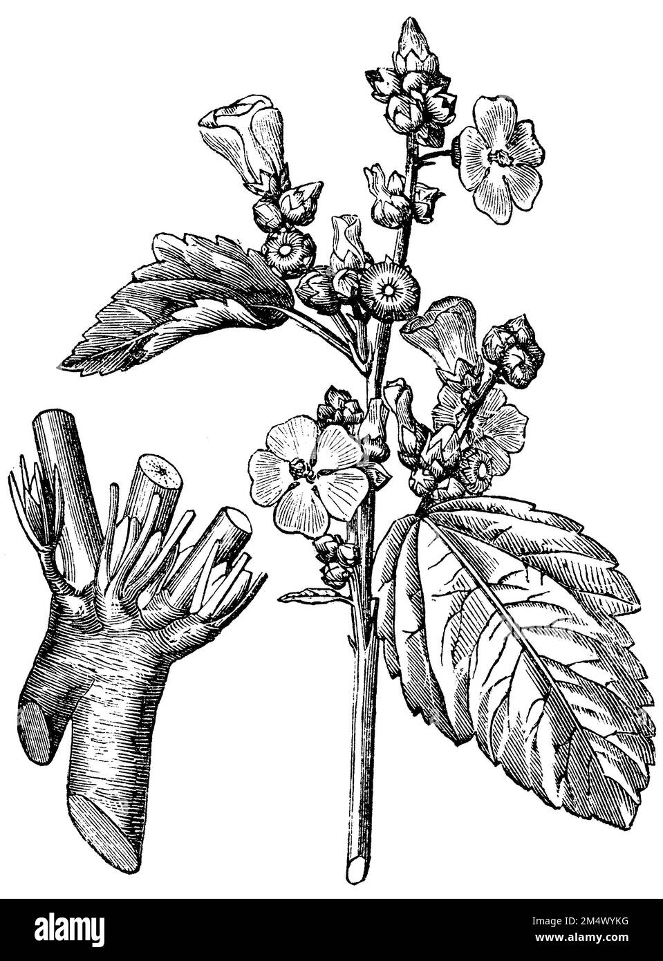 common marshmallow, Althaea officinalis, anonym (Health book, 1887), Echter Eibisch, Guimauve officinale Stock Photo