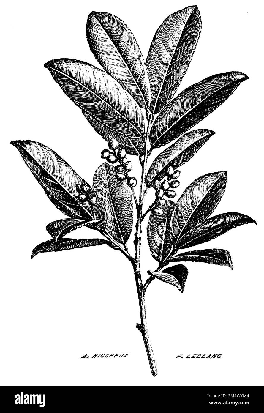 Prunus laurocerasus, Prunus laurocerasus, A. Riocreux u. F. Leblanc (Health book, 1887), Lorbeerkirsche, Laurier-cerise Stock Photo