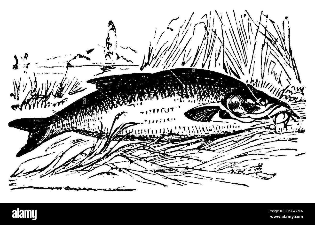 Mullet, Mullus barbatus, anonym (cookbook, 1901), Rotbarbe, Rouget Barbet Stock Photo