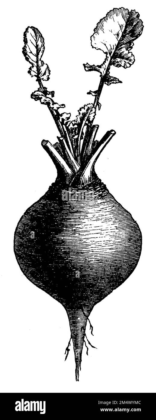 rutabaga, Brassica napus subsp. rapifera, anonym (cookbook, 1901), Steckrübe, rutabaga Stock Photo