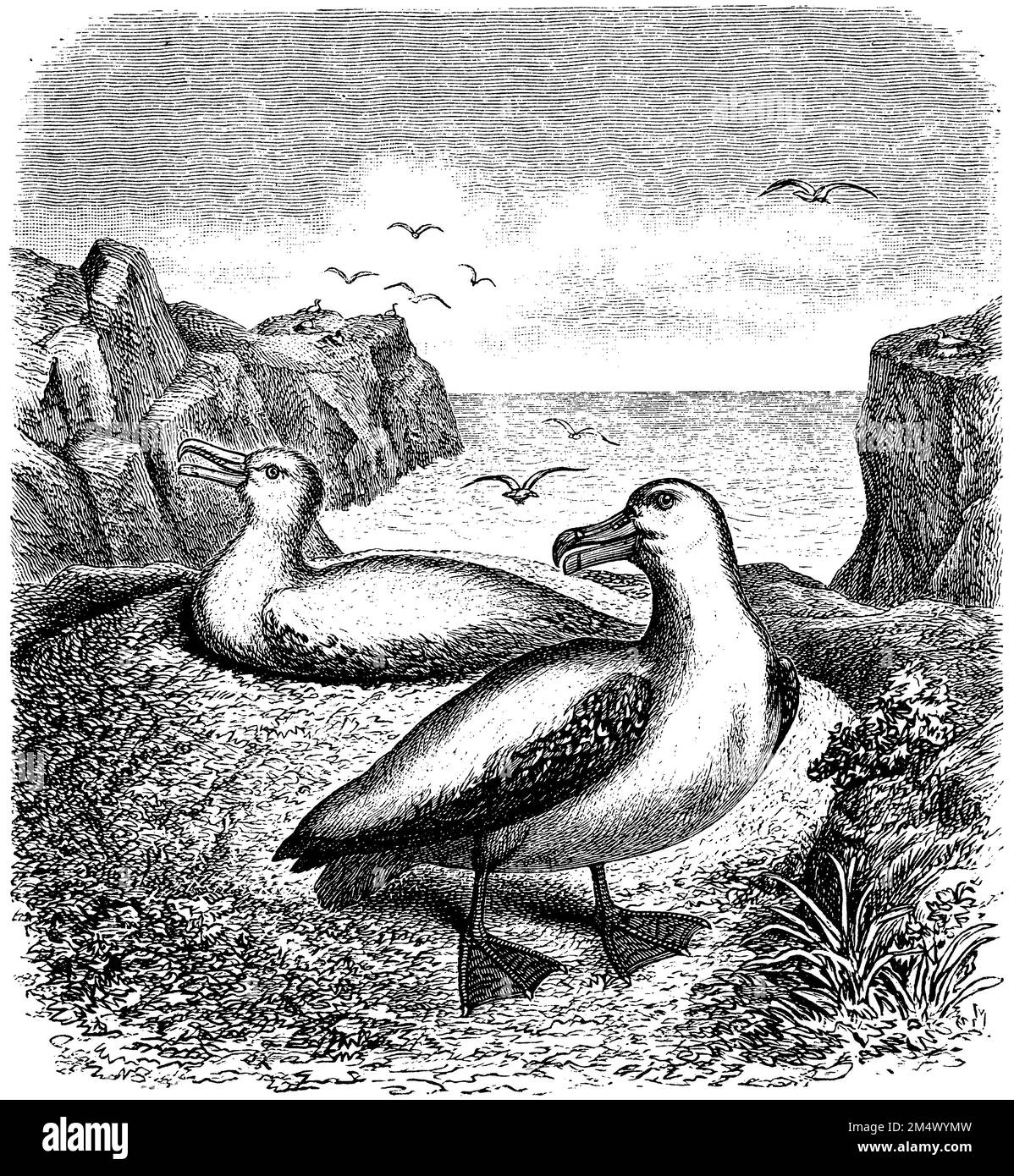 Wandering Albatross at his nest, Diomedea exulans,  (encyclopedia, 1893), Wanderalbatros an seinem Nest, Albatros hurleur à son nid Stock Photo