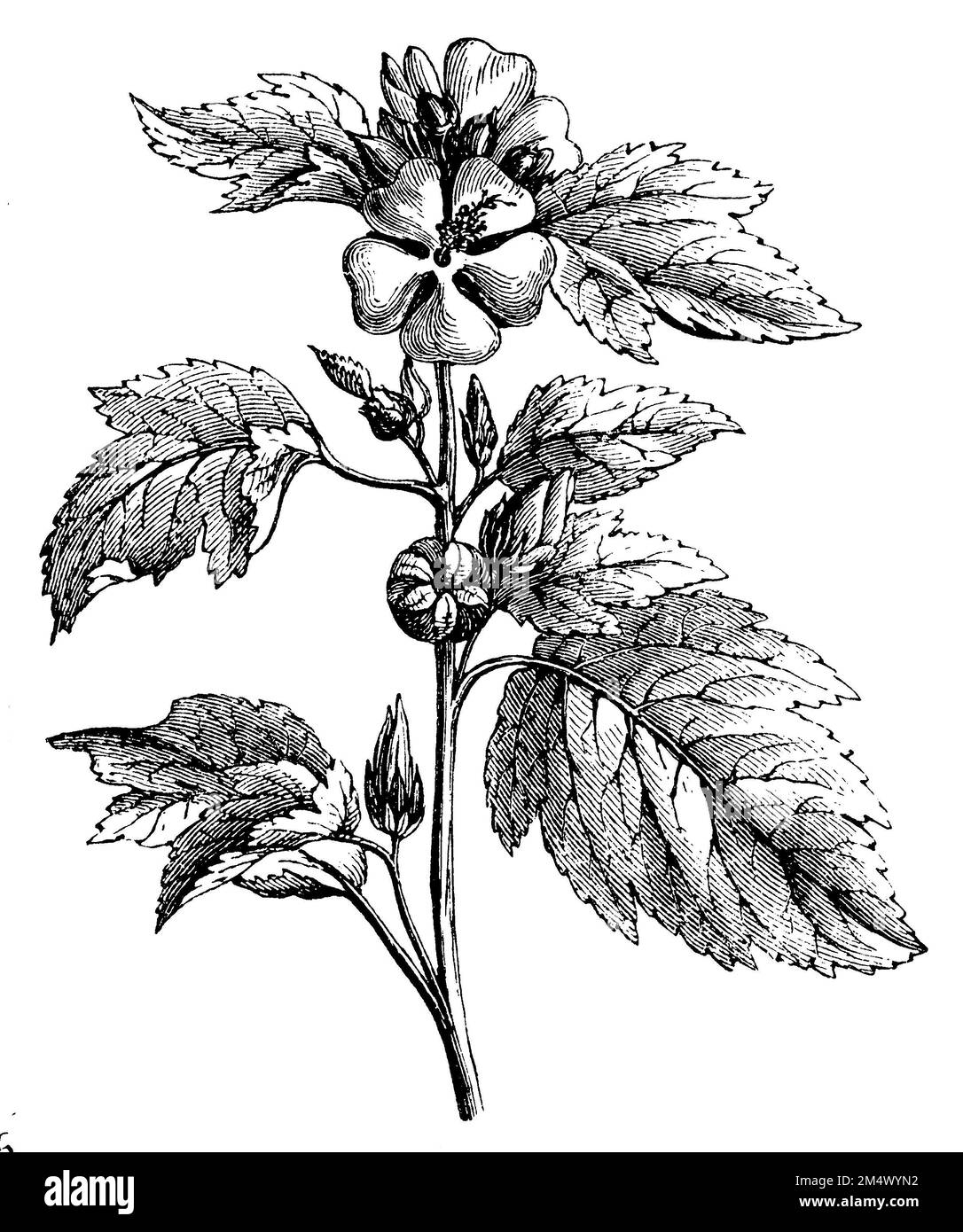 common marshmallow, Althaea officinalis,  (encyclopedia, 1893), Echter Eibisch, Guimauve officinale Stock Photo
