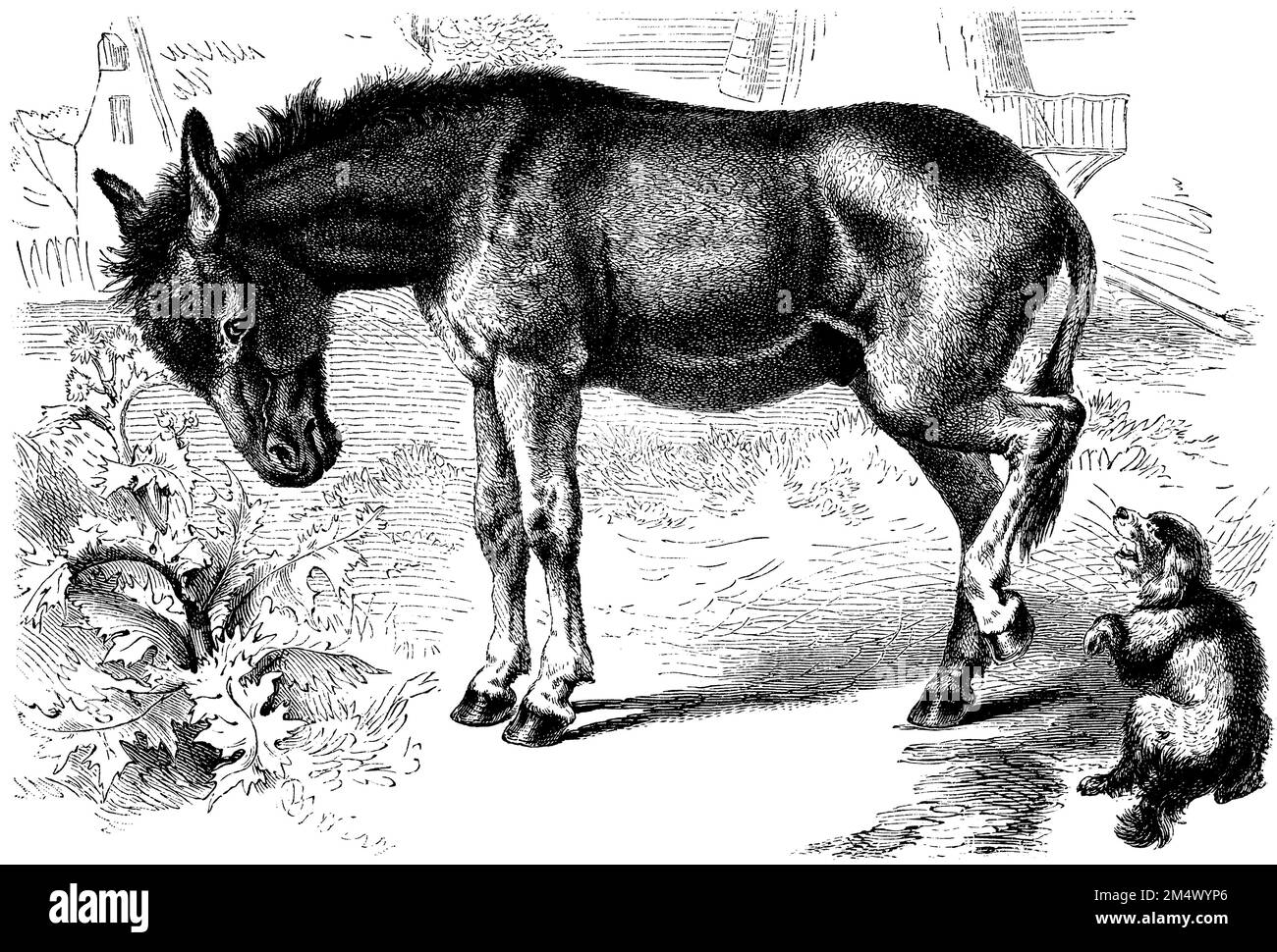 donkey, Equus africanus asinus,  (zoology book, 1908), Hausesel, âne commun Stock Photo