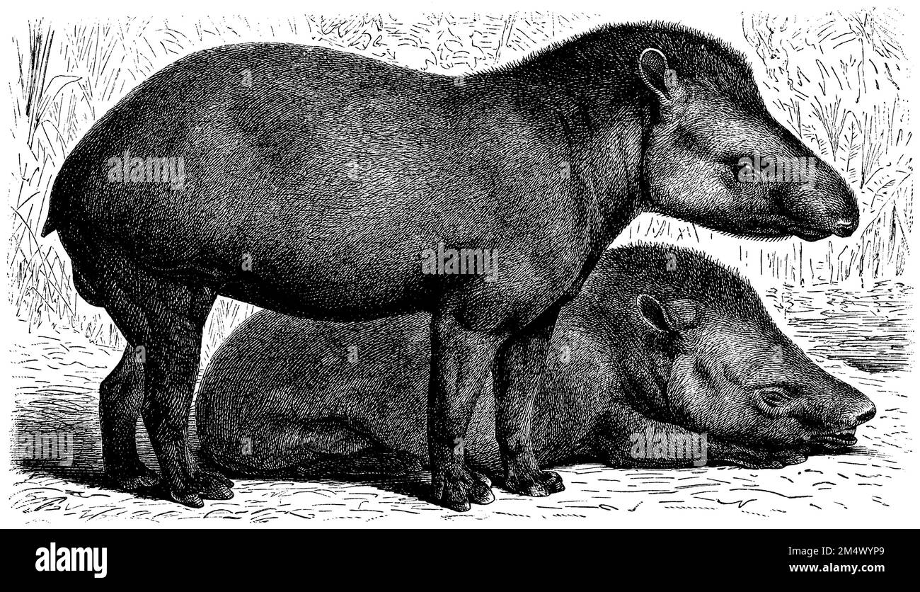 South American Tapir Drawing