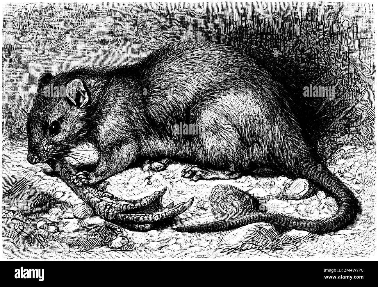 brown rat, Rattus norvegicus,  (zoology book, 1908), Wanderratte, rat brun Stock Photo