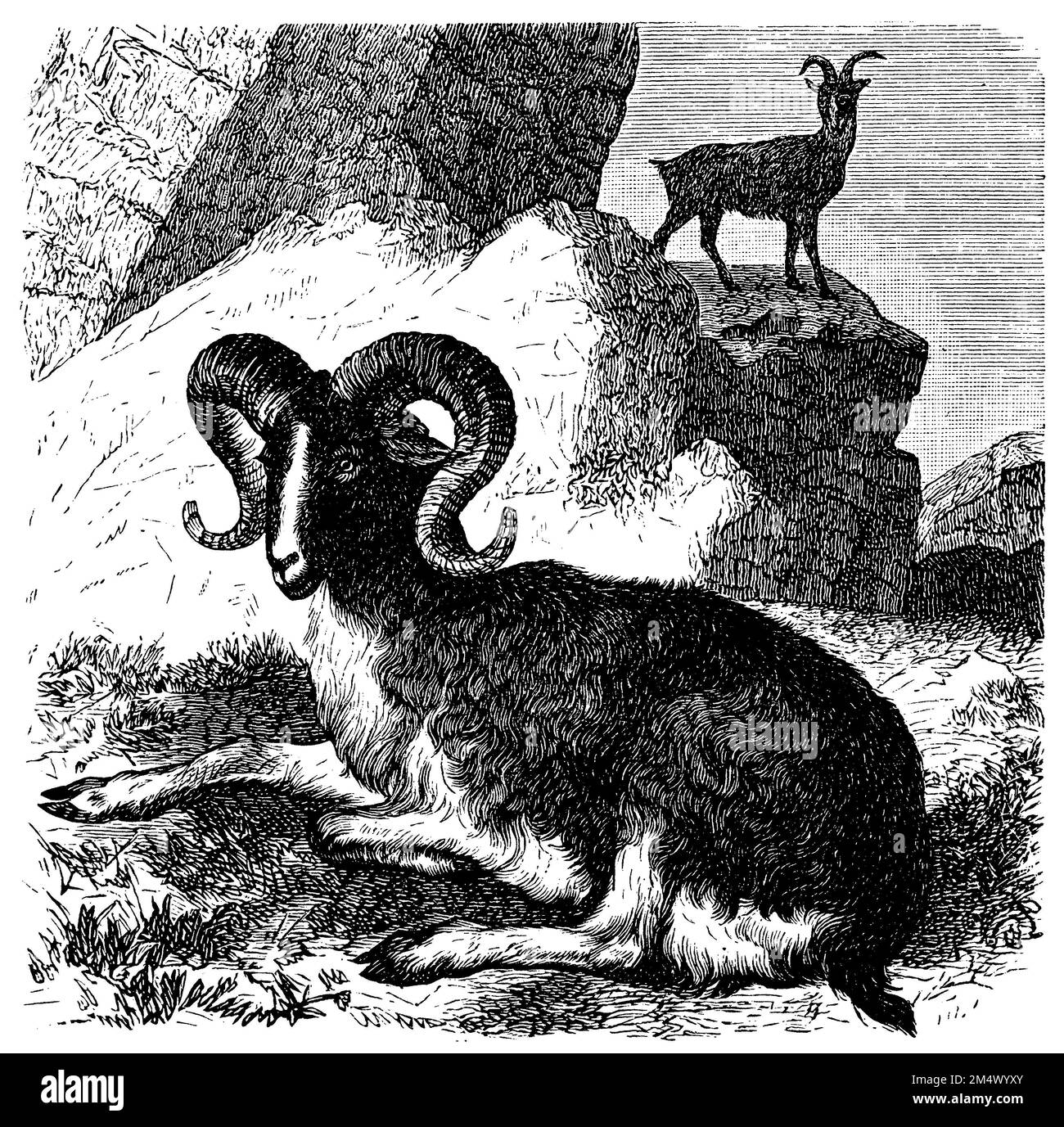 argali, Ovis ammon, (encyclopedia, 1893), Argali, Argali Stock Photo