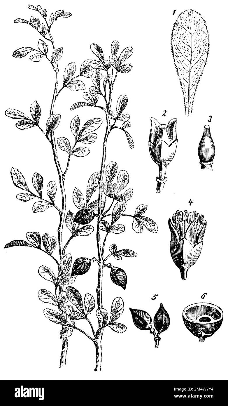 Arabian balsam tree, 1) leaf, 2, 3) calyx and pistil, 4) flower, 5, 6) fruit., Commiphora gileadensis,  (encyclopedia, 1893), Arabischer Balsambaum, 1) Blatt, 2, 3) Blütenkelch und Pistill, 4) Blüte, 5, 6) Frucht, Baumier de la Mecque, 1) feuille, 2, 3) calice et pistil, 4) fleur, 5, 6) fruit Stock Photo