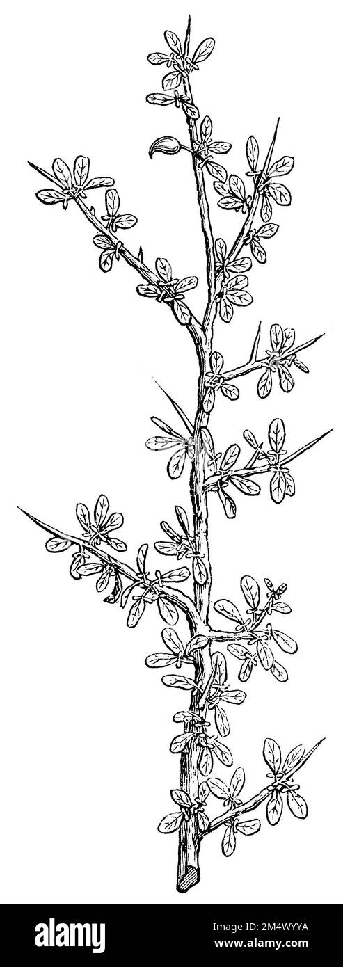 Arabian balsam tree, Commiphora gileadensis,  (encyclopedia, 1893), Arabischer Balsambaum, Baumier de la Mecque Stock Photo