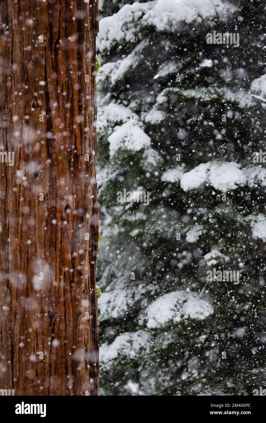 Heavy snow falls during a peaceful evening. Tahoma, California Stock