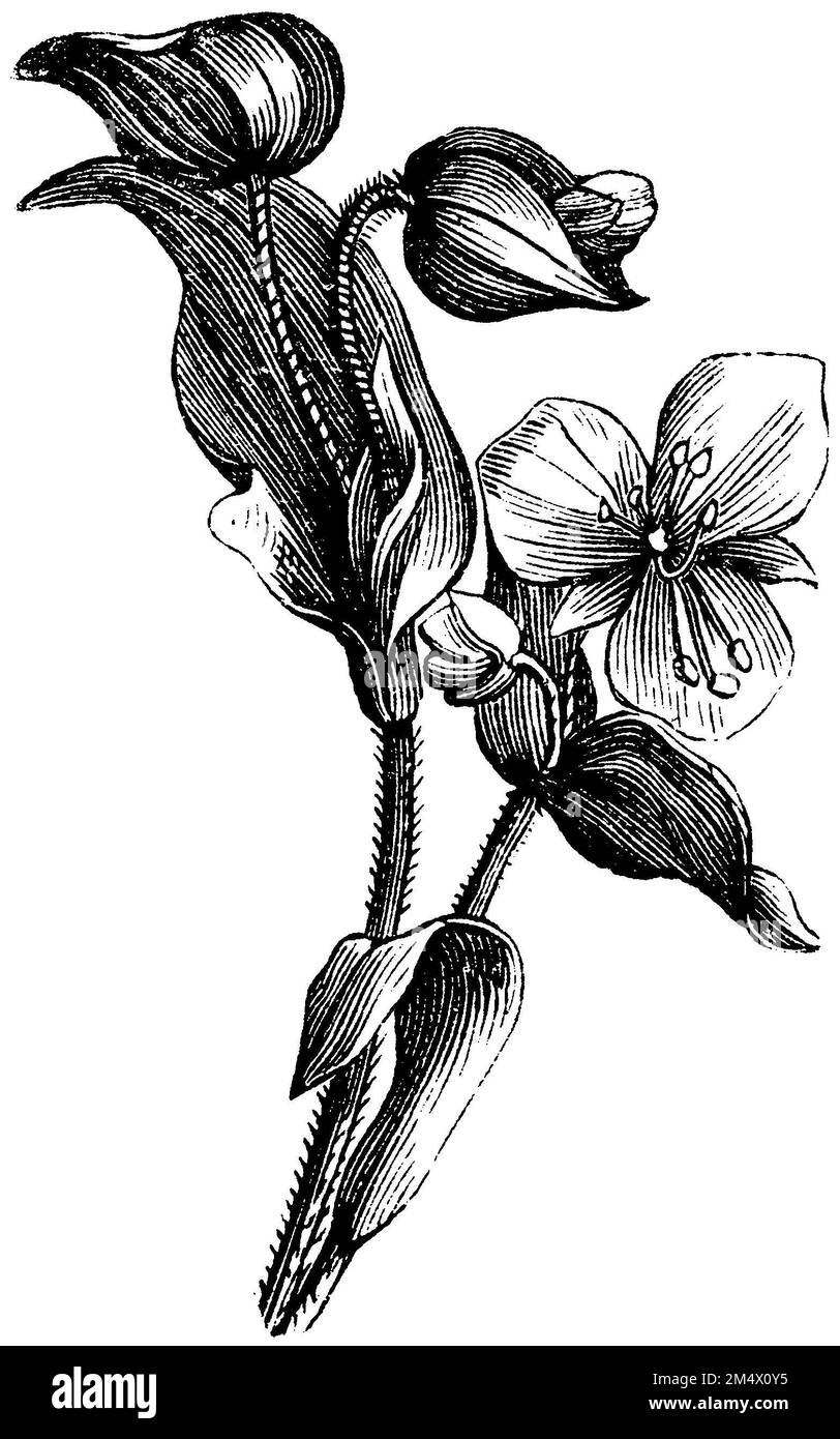 commelina, Commelina tuberosa,  (encyclopedia, 1893), Knollige Tagblume, Commelina tuberosa Stock Photo