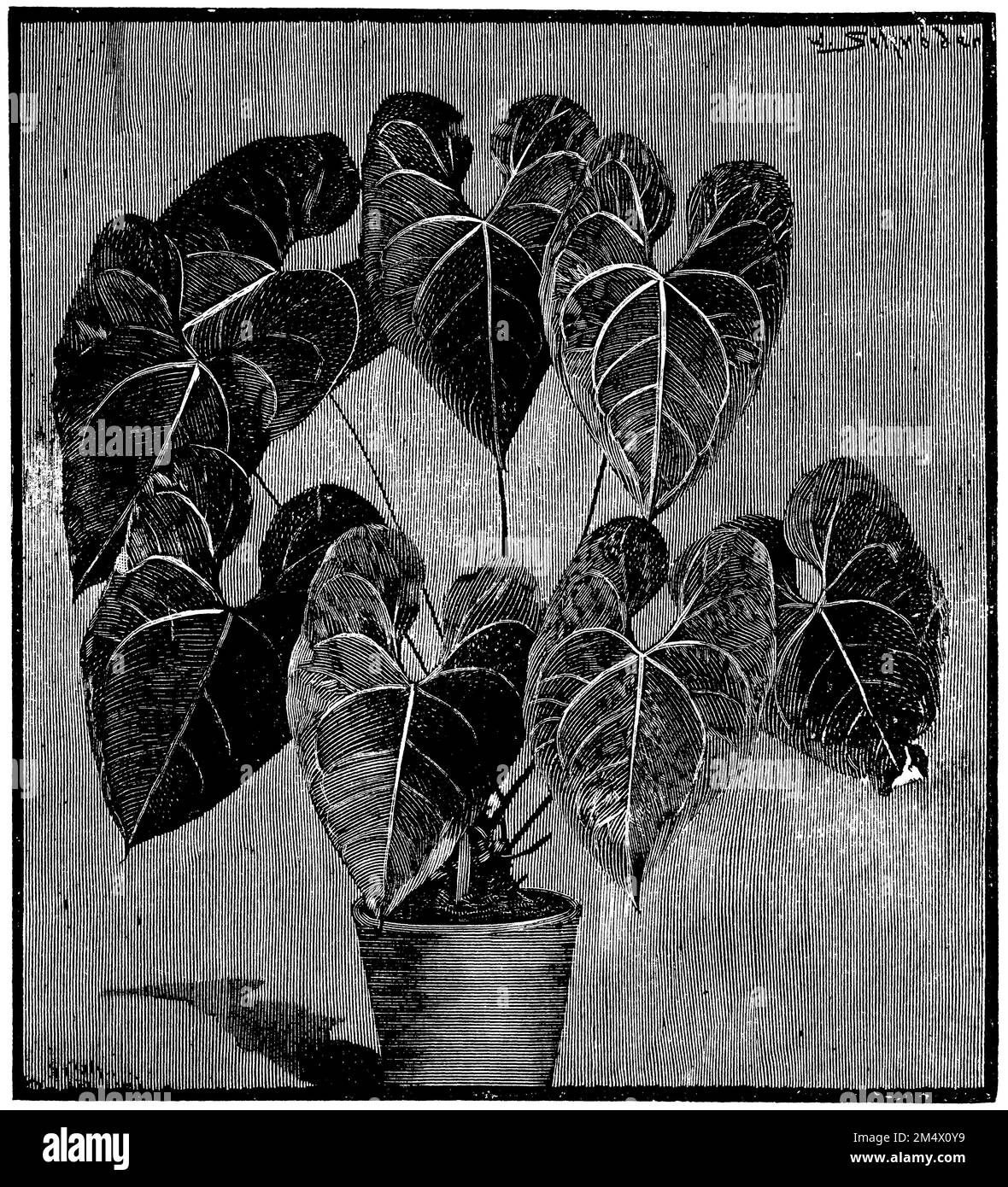 Anthurium leuconeurum, Anthurium leuconeurum, (botany book, 1907),  Weinervige Anthurie, Anthurium leuconeurum Stock Photo - Alamy