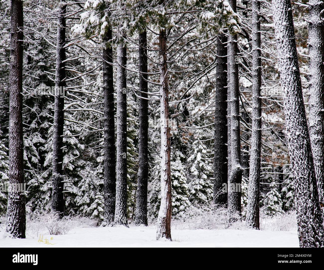 Heavy snow falls during a peaceful evening. Tahoma, California Stock
