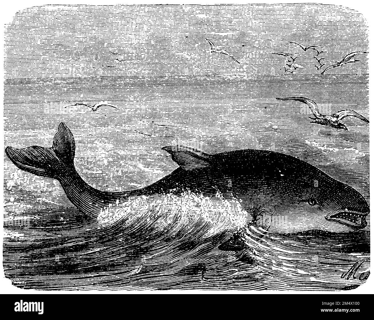 Pacific Dolphin, Delphinus delphis,  (encyclopedia, 1893), Gemeiner Delfin, Dauphin commun à bec court Stock Photo