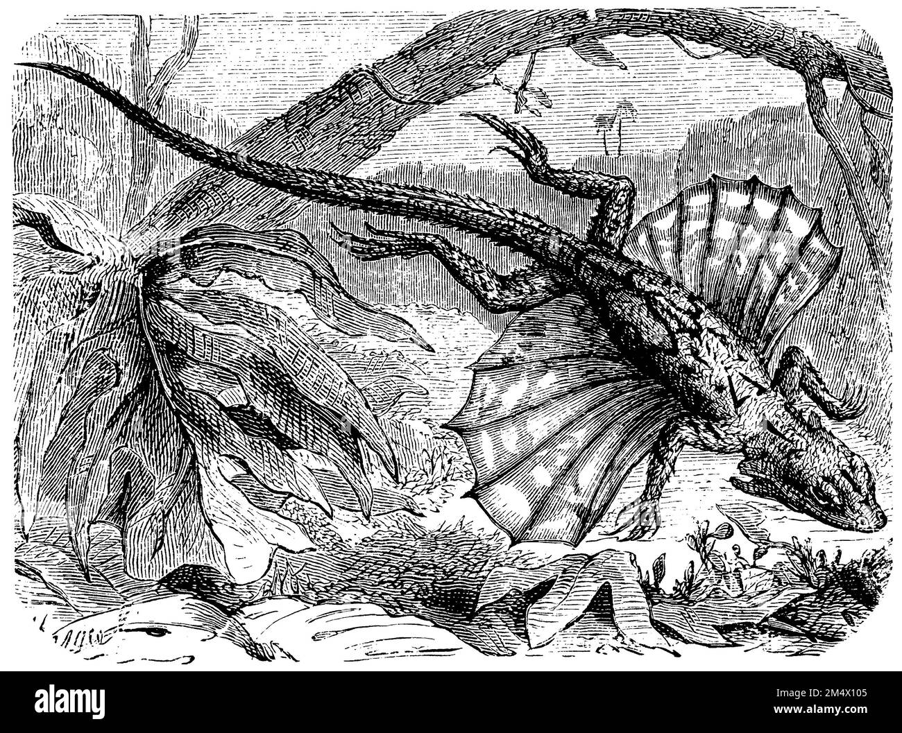 Common flying dragon; Flying dragon, Draco volans,  (encyclopedia, 1893), Gemeiner Flugdrache; Flugdrache, Dragon volant Stock Photo