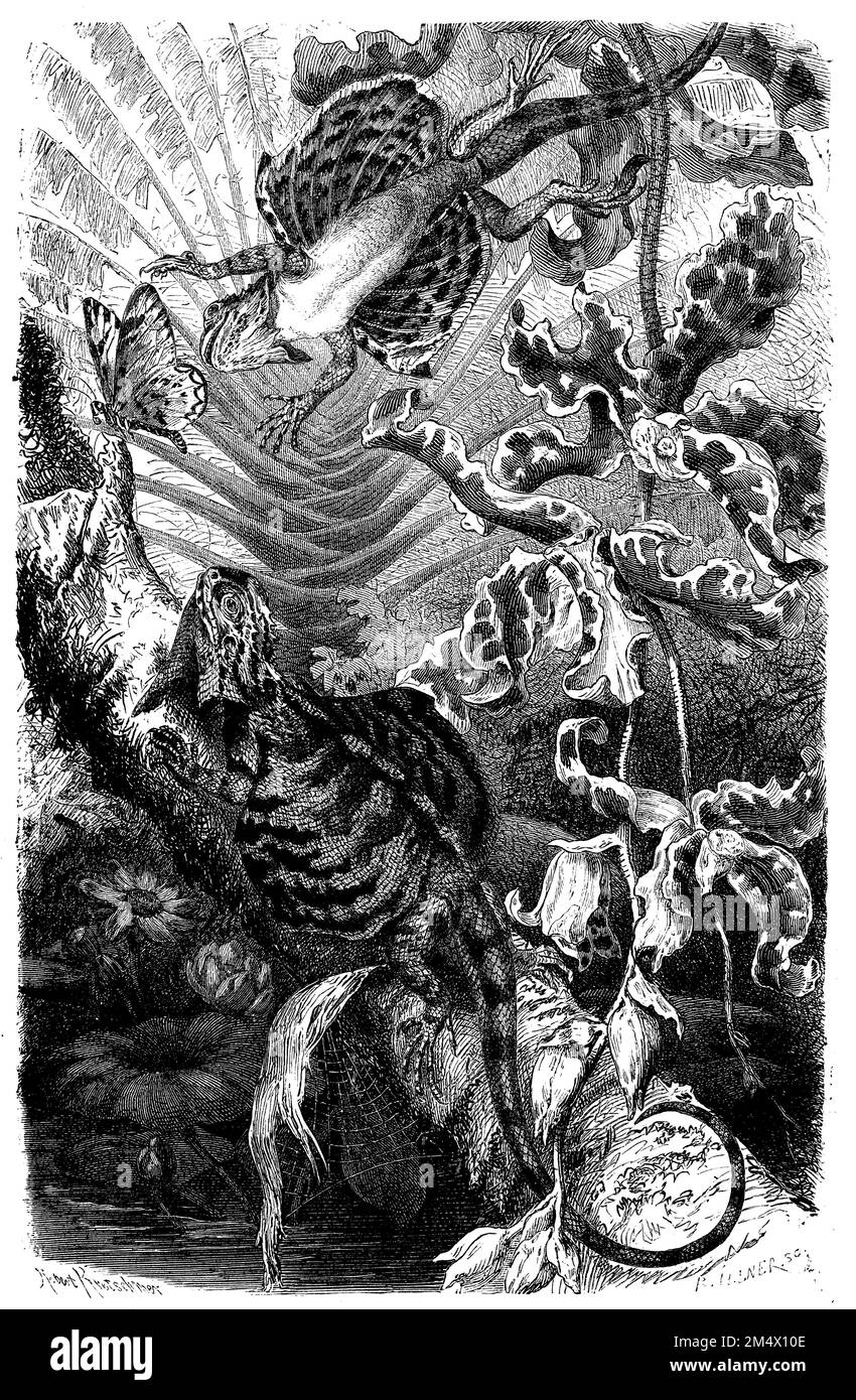 Common flying dragon; Flying dragon, Draco volans,  (zoology book, 1872), Gemeiner Flugdrache; Flugdrache, Dragon volant Stock Photo