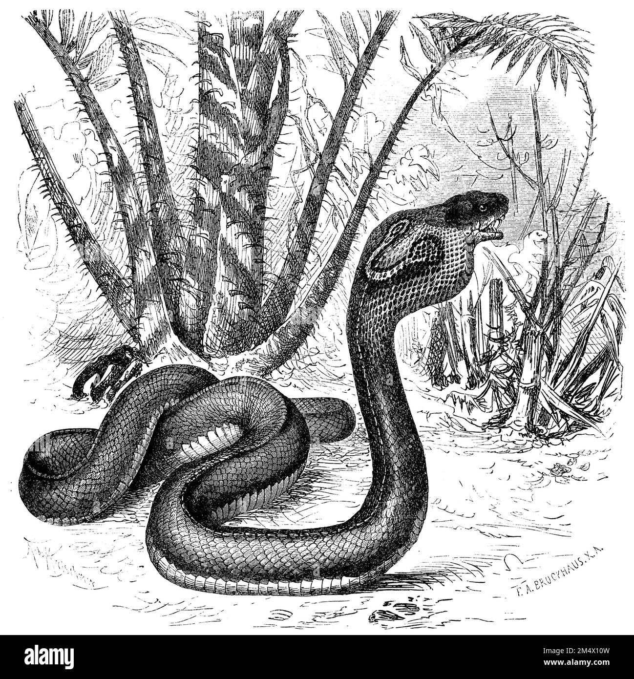 Indian cobra, Naja naja, (zoology book, 1872), Brillenschlange, Cobra indien Stock Photo Alamy