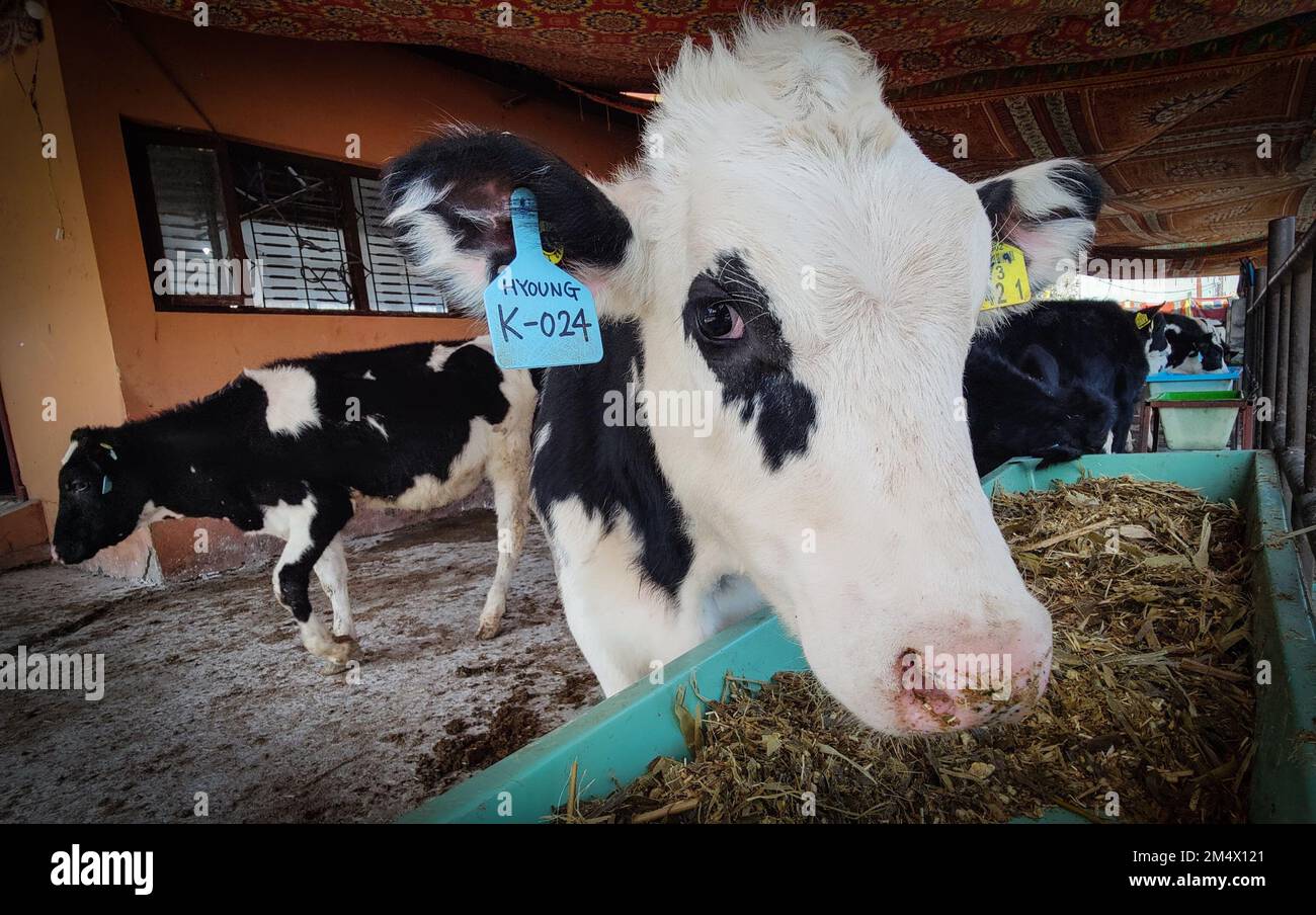 Lalitpur, Bagmati, Nepal. 23rd Dec, 2022. A Korean gifted heifer looks on  at premises of Nepal Agricultural Research Council (NARC) in Lalitpur, Nepal  on December 23, 2022. Republic of Korea, with the