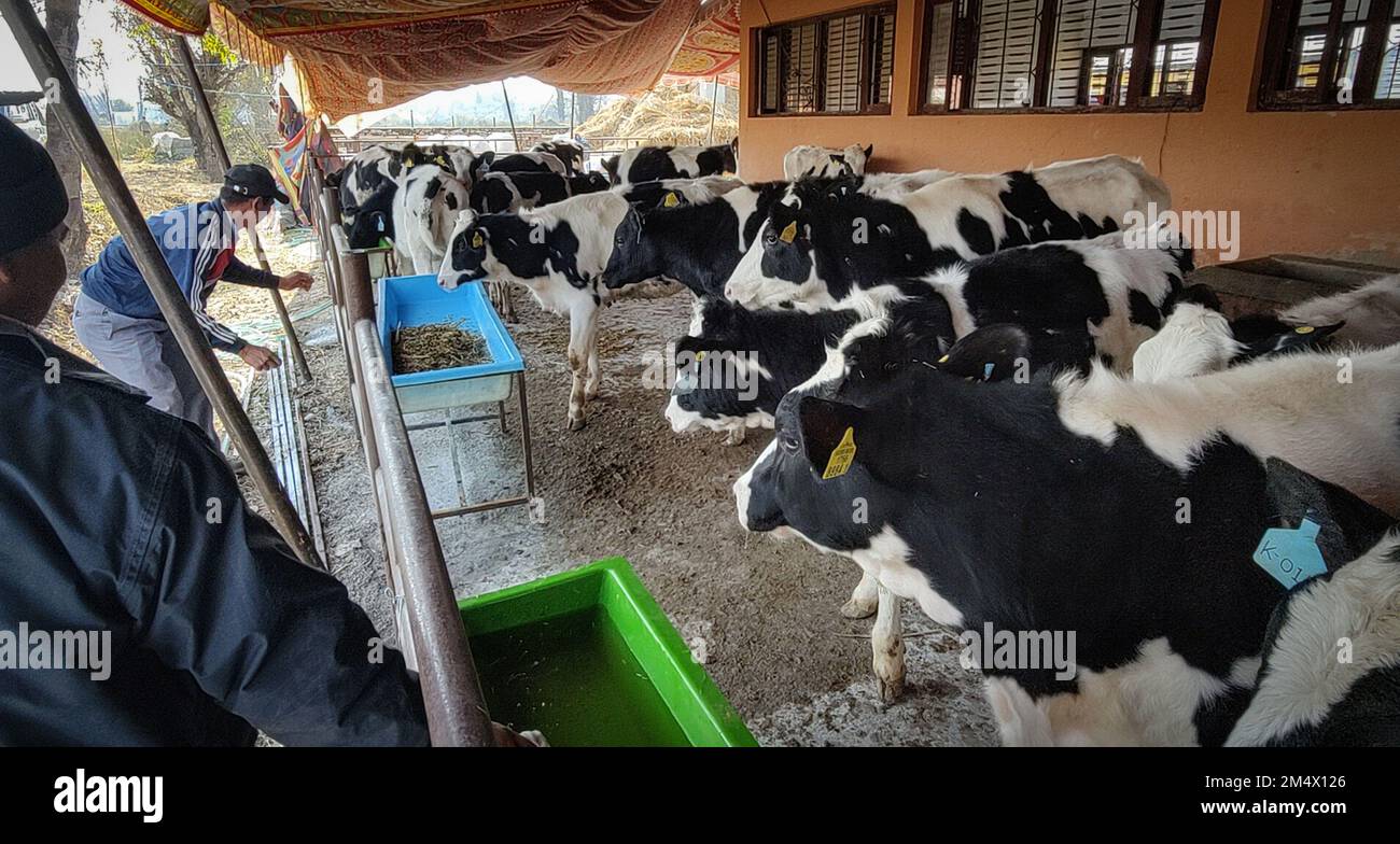 Lalitpur, Bagmati, Nepal. 23rd Dec, 2022. Korean gifted heifers and
