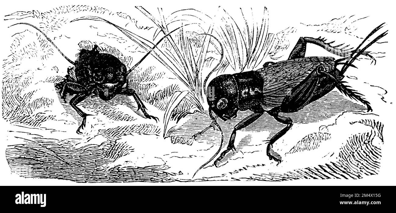 Field cricket, male and female, Gryllus campestris, (zoology book, 1872