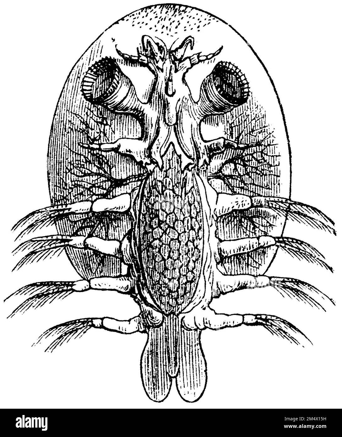 common fish louse, Argulus foliacaeus,  (zoology book, 1872), Karpfenlaus, poux de poissons Stock Photo