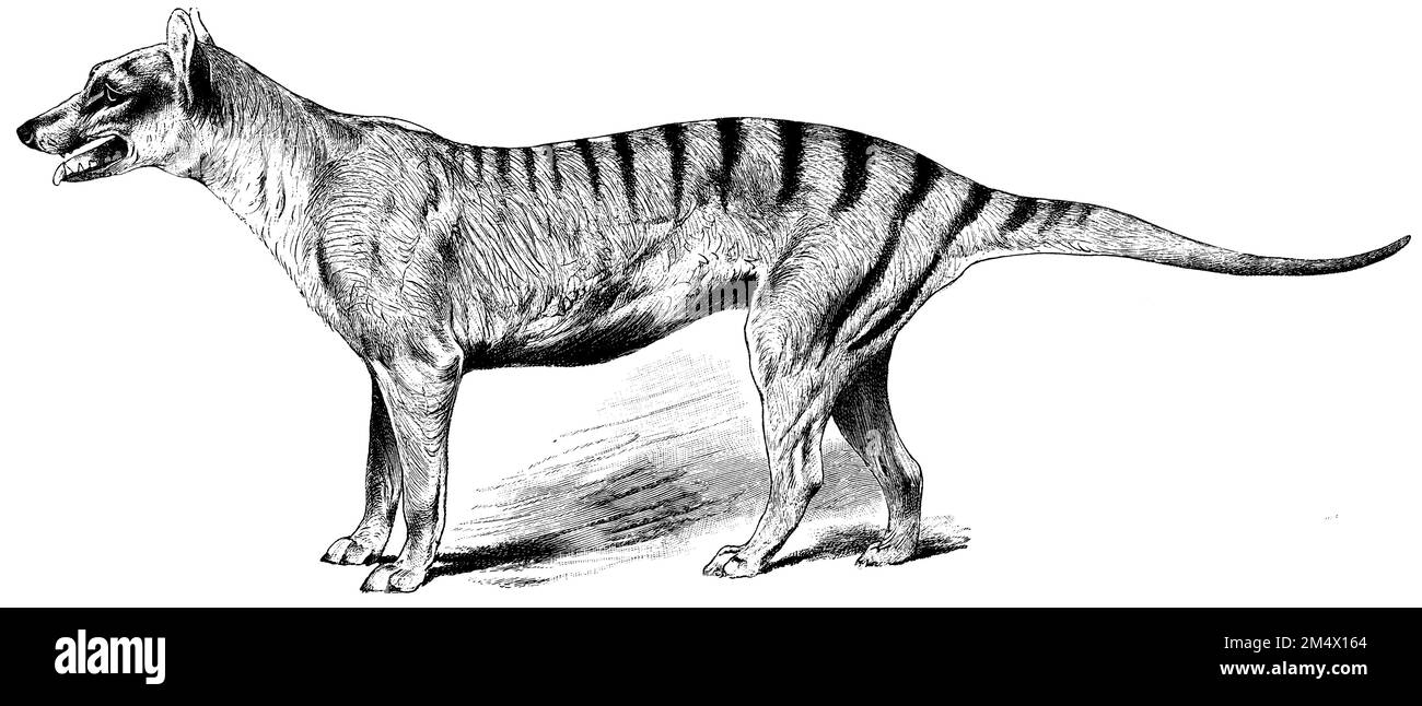 thylacine, Thylacinus cynocephalus, W. Kühnert u. W. Krey (evolution history book, 1893), Beutelwolf, Le thylacine ou loup marsupial, loup de Tasmanie ou encore tigre de Tasmanie Stock Photo