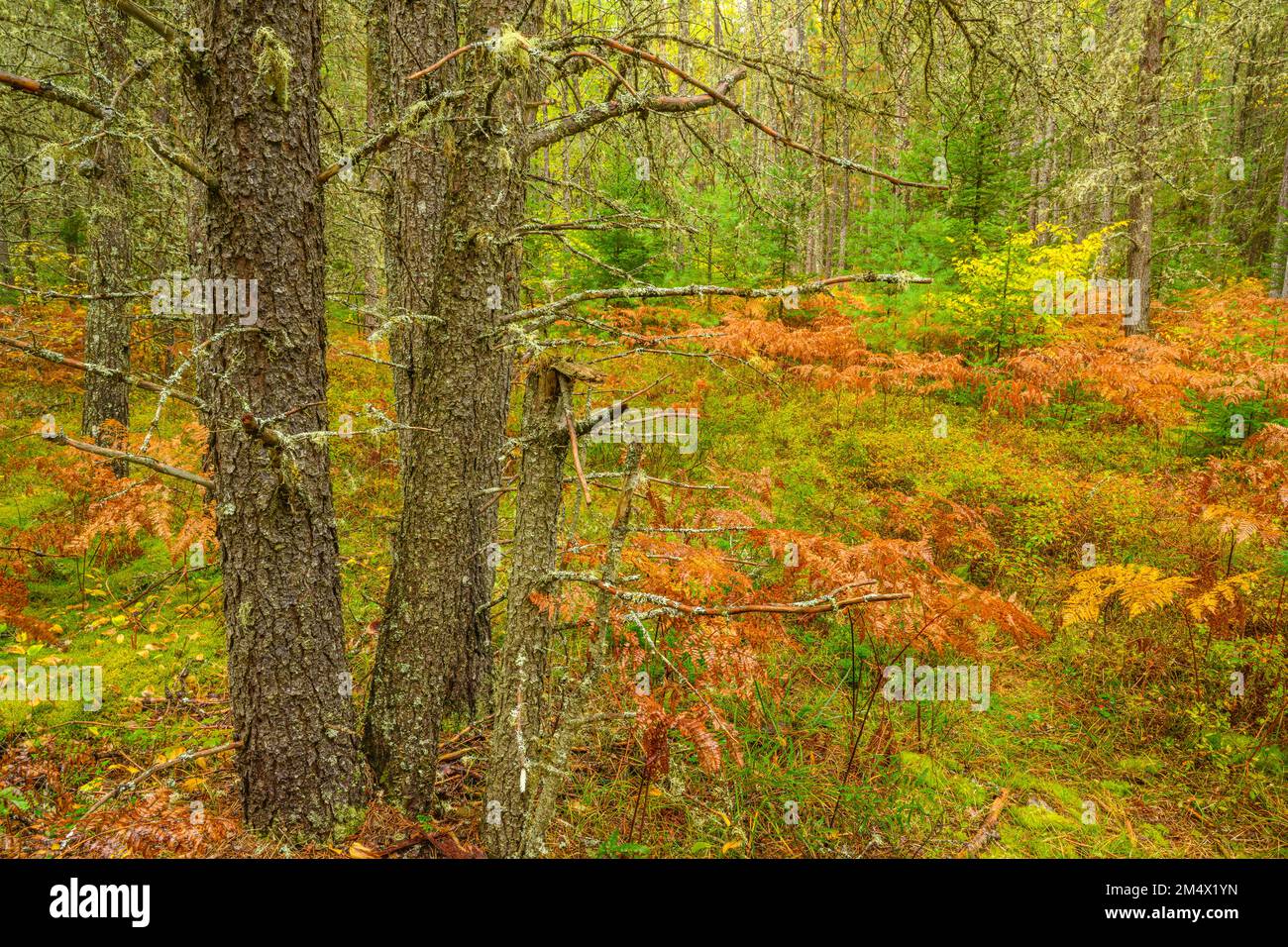 Pine woodland in autumn, Algonquin Provincial Park, Ontario, Canada ...