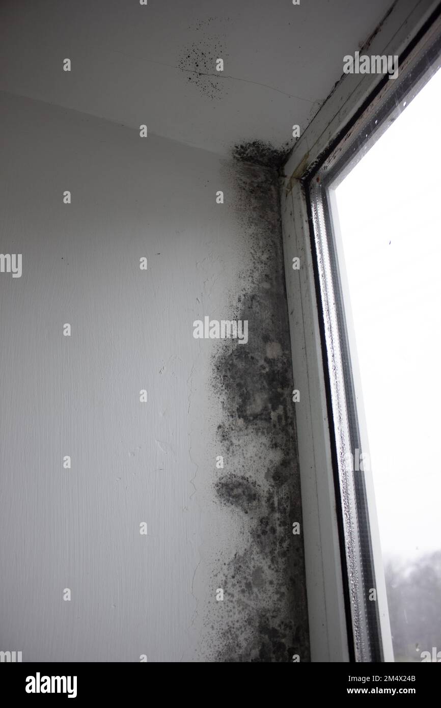 Fungus on the window walls, excessive moisture on the windows causes mold in winter Stock Photo